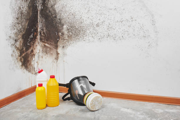 Best DIY Mold Remediation Support Services in Mazon, IL