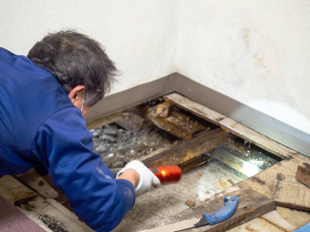 Best Kitchen Mold Remediation in Mazon, IL