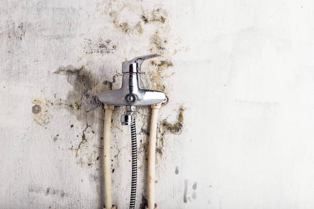 Best White Mold Remediation in Mazon, IL
