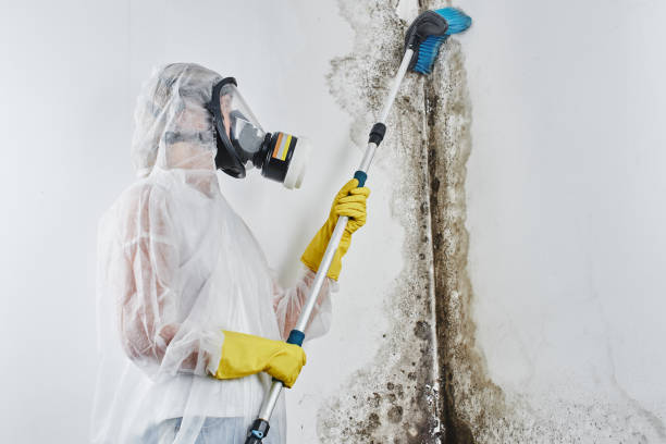 Best Emergency Mold Remediation in Mazon, IL