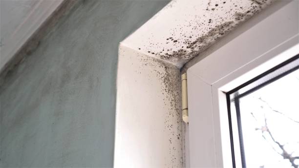 Best Bathroom Mold Remediation in Mazon, IL