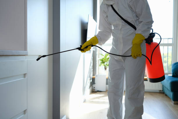 Best Basement Mold Remediation in Mazon, IL