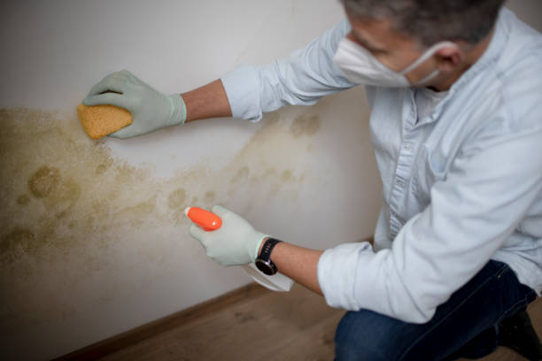 Best Attic Mold Remediation in Mazon, IL
