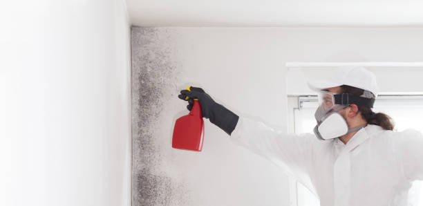 Best Mold Testing and Inspection Services in Mazon, IL