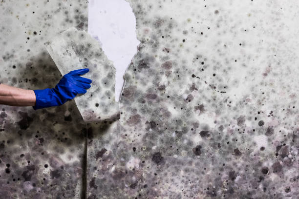 Best Commercial Mold Remediation in Mazon, IL