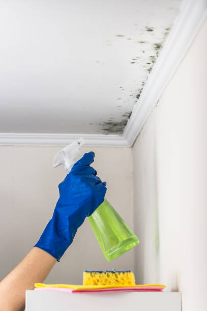 Best Residential Mold Remediation in Mazon, IL